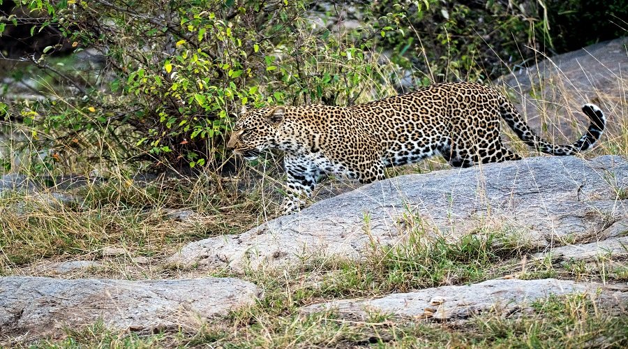 Luxury 3 days Lake Manyara Ngorongoro and Tarangire safari booking guide and best time 2026-2027