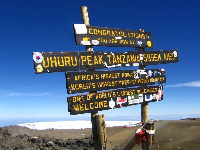 What Does Kilimanjaro Rainforest Look Like?