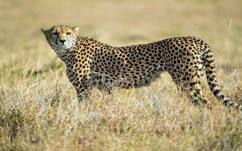 Arusha National Park Canoeing Tour - Book Wildlife, Lakes and Scenic Views