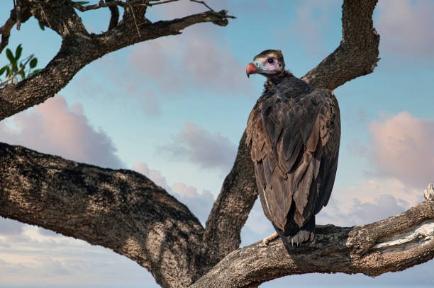 How Much Does A Selous Safari Cost? A Price Guide 2026-2027 How Much Does A Selous Safari Cost? A Price Guide 2026-2027