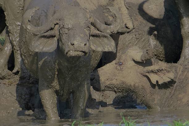 How Much Is A Nyerere Safari From Zanzibar? Guide How Much Is A Nyerere Safari From Zanzibar? Guide