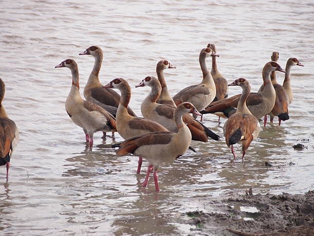 6-Day Southern Tanzania Wildlife Safari With Top Guide Adventures 2026-2027 6-Day Southern Tanzania Wildlife Safari With Top Guide Adventures 2026-2027