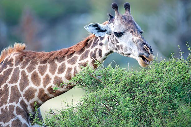 10-Day Southern Tanzania Safari And Beach Holiday 2026-2027 10-Day Southern Tanzania Safari And Beach Holiday 2026-2027
