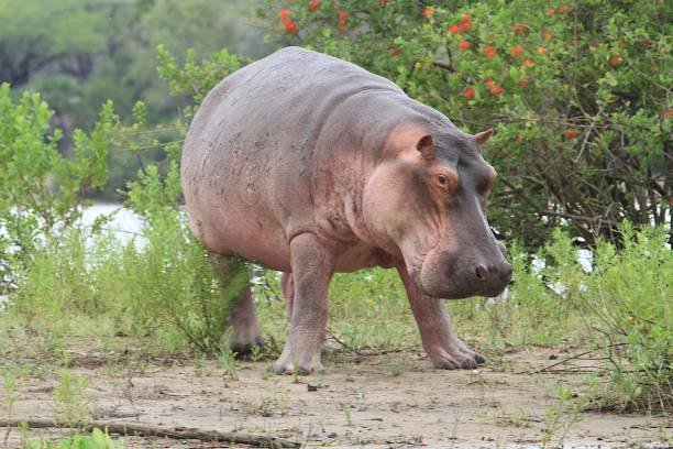 12-Day Southern Tanzania Grand Safari: An Unforgettable Adventure In 2026-2027 12-Day Southern Tanzania Grand Safari: An Unforgettable Adventure In 2026-2027