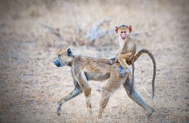 How Much Is An All-Inclusive Selous Safari In ? 2026-2027 How Much Is An All-Inclusive Selous Safari In ? 2026-2027