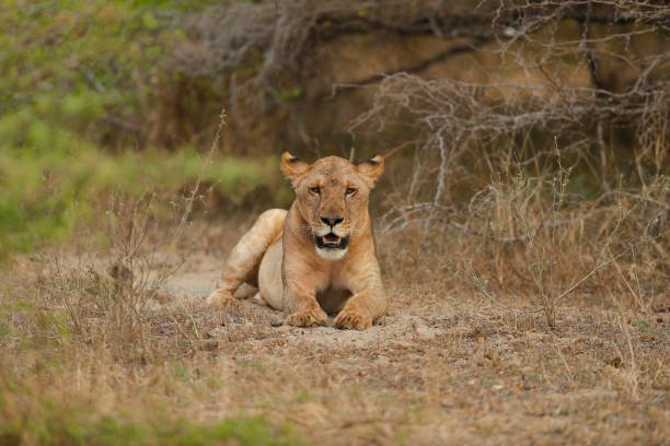 7-Day Nyerere, Mikumi And Zanzibar Safari: Your Ultimate Tanzania Adventure 7-Day Nyerere, Mikumi And Zanzibar Safari: Your Ultimate Tanzania Adventure