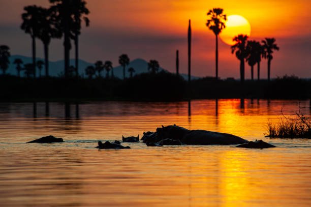 10-Day Nyerere, Ruaha And Zanzibar Honeymoon: The Ultimate Romantic Safari & 10-Day Nyerere, Ruaha And Zanzibar Honeymoon: The Ultimate Romantic Safari &