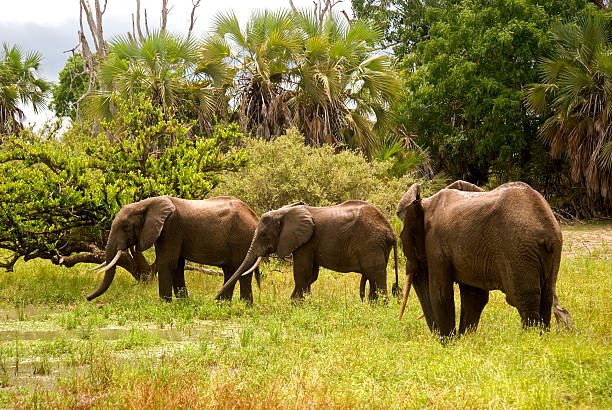 5-Day Nyerere and Mikumi Safari from Zanzibar