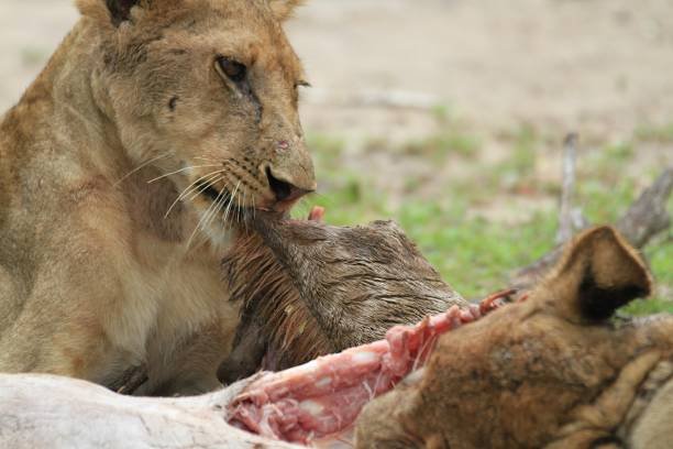7-Day Nyerere Luxury Fly-In Safari: Your Ultimate Tanzanian Adventure 7-Day Nyerere Luxury Fly-In Safari: Your Ultimate Tanzanian Adventure