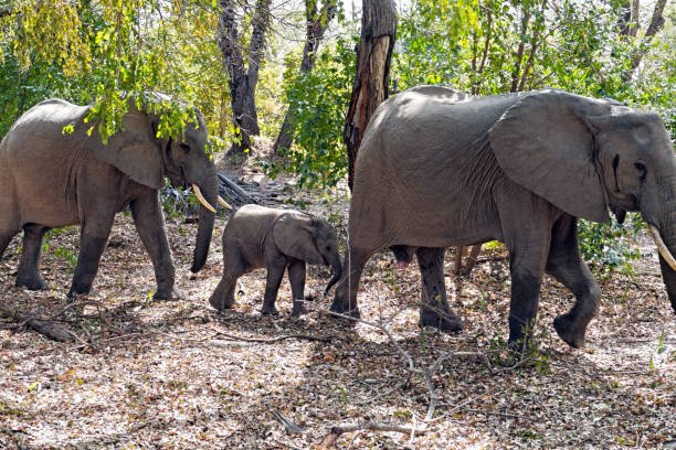7-Day Selous, Mikumi & Ruaha Safari: Ultimate Tanzania Southern Circuit 7-Day Selous, Mikumi & Ruaha Safari: Ultimate Tanzania Southern Circuit