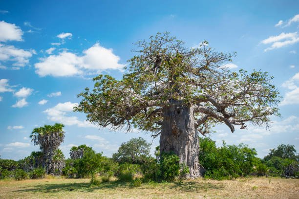 7-Day Tanzania Bush And Beach Holiday: Safari & Zanzibar Bliss 2026-2027