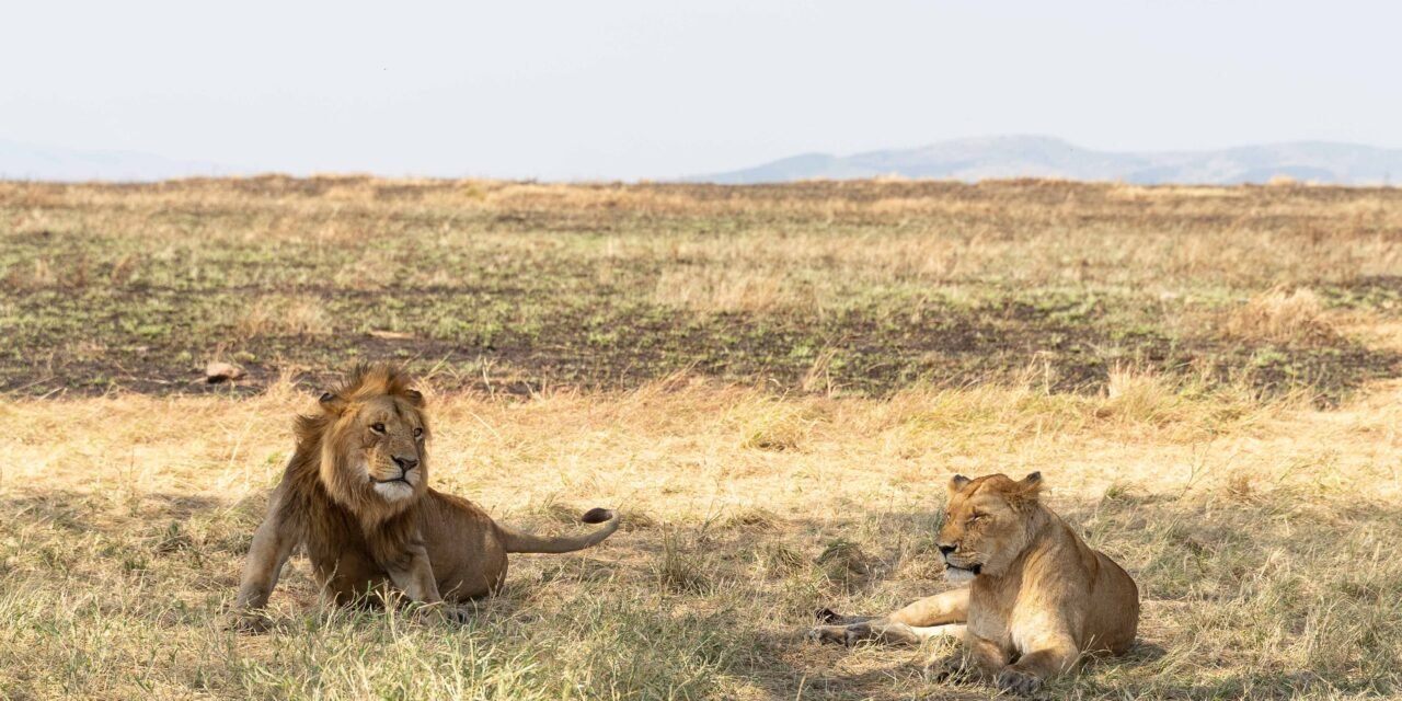 Affordable Saadani Safari Package From Zanzibar: Best Guide 2026-2027-2028
