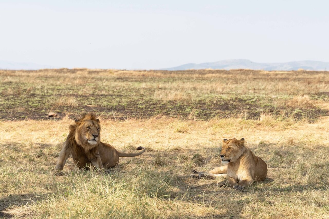 Saadani Safari From Zanzibar With Flights: Best Guide 2026-2027-2028