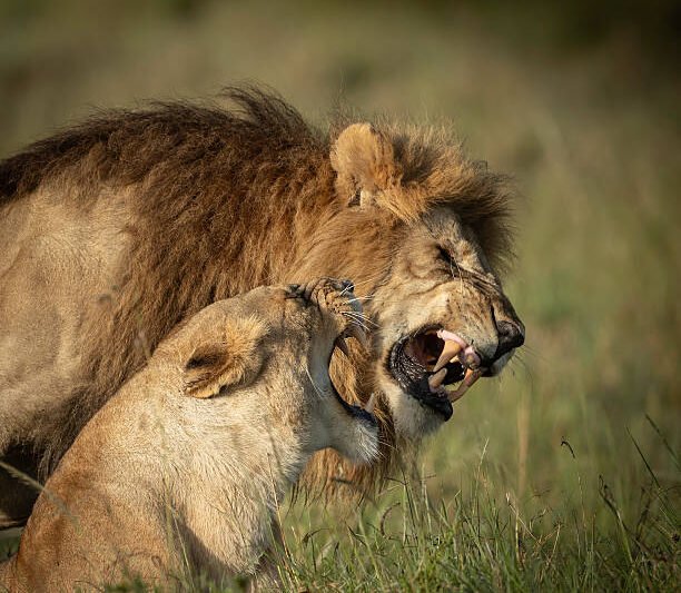 Luxury 1 day Arusha National Park walking safari booking guide and best time 2026-2027