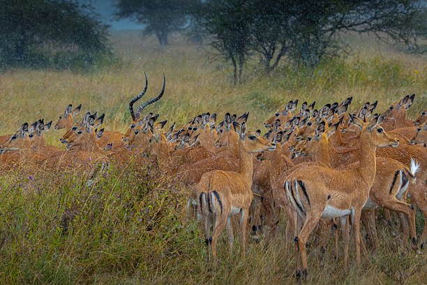 Book 3 Days Serengeti Safari From Musoma: Your Complete Guide 2026-2027