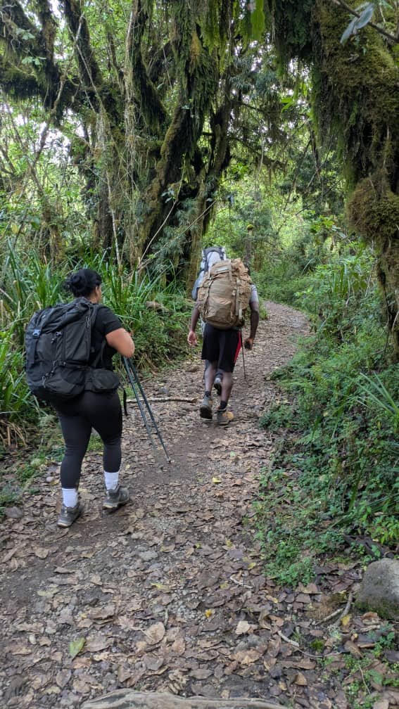 Best Lemosho Route Package: Expert Trekking Guide 2026-2027-2028