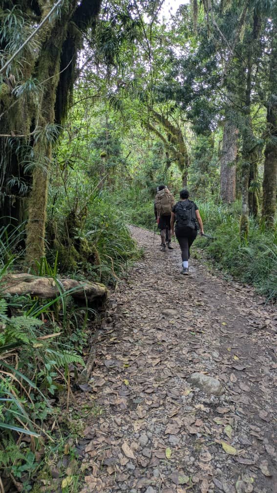 Best Lemosho Route Package: Expert Trekking Guide 2026-2027-2028