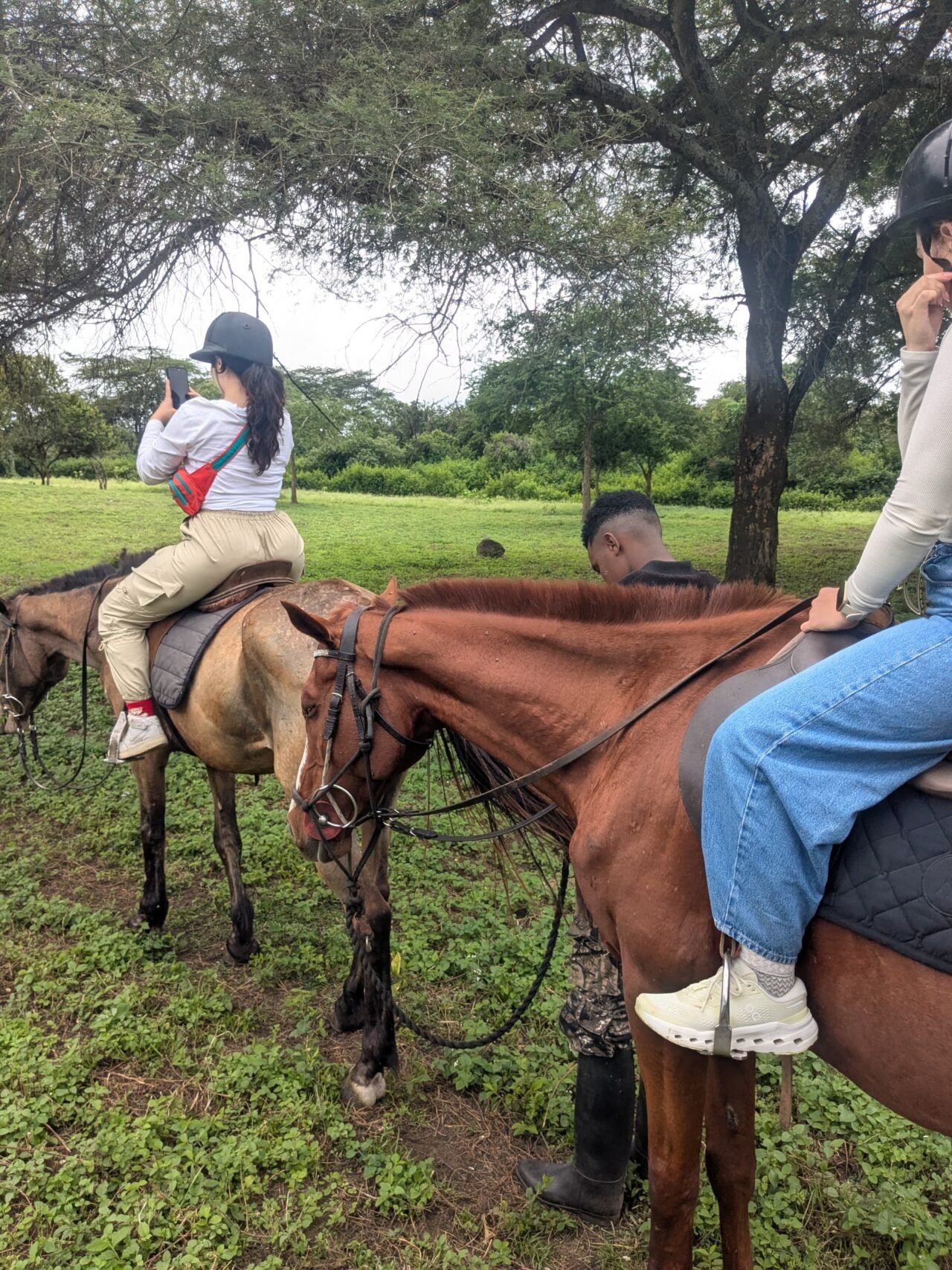 Kilimanjaro Horse Riding Price: Your Guide To Costs And Options 2026-2027