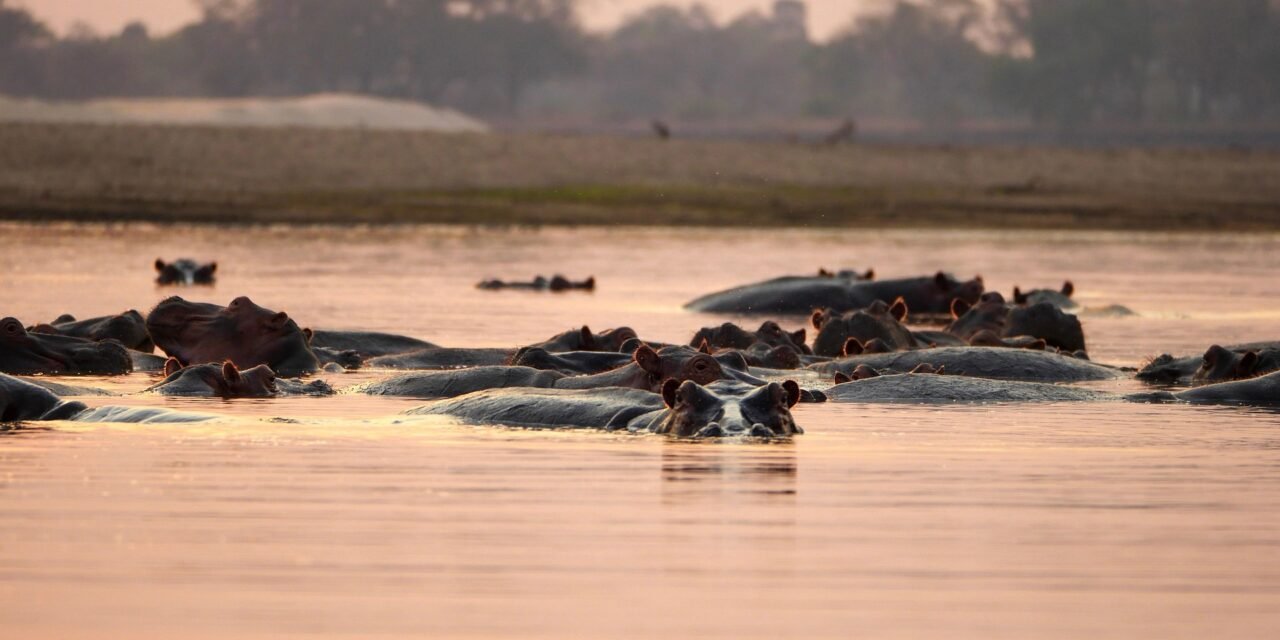 What Is Included In A Nyerere Safari Price? Guide