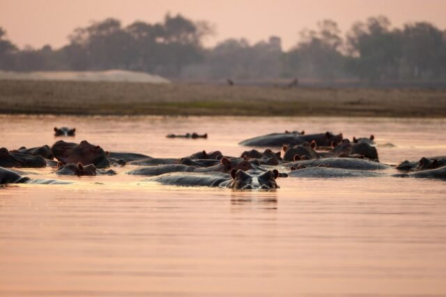 What Is Included In A Nyerere Safari Price? Guide What Is Included In A Nyerere Safari Price? Guide