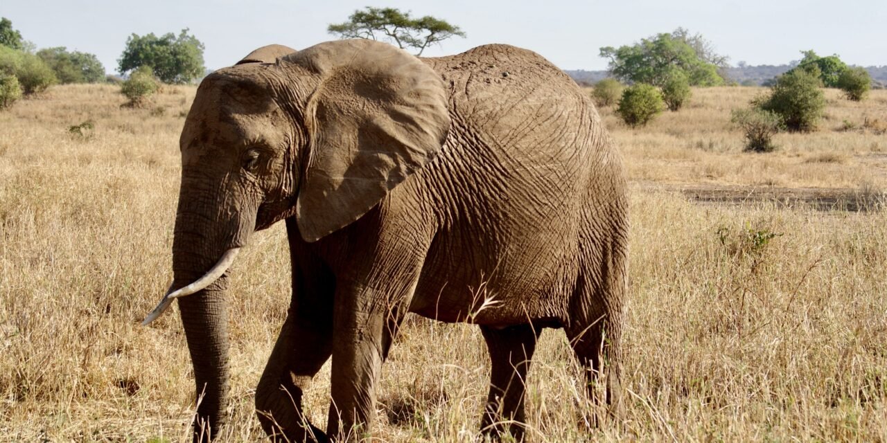 Saadani Honeymoon Safari From Zanzibar: Best Guide 2026-2027-2028
