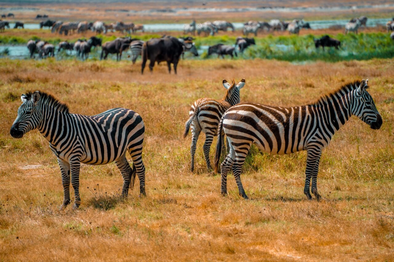 Best Saadani Safari From Zanzibar: Guide 2026-2027-2028