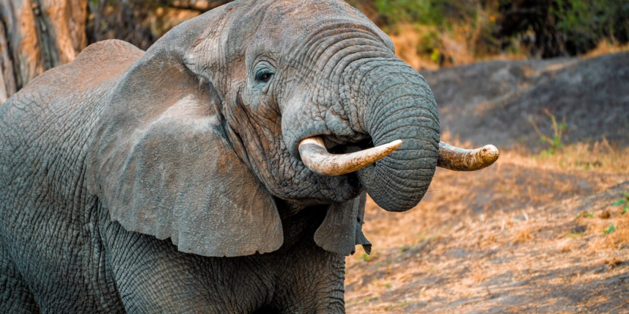 Saadani Safari From Zanzibar Price: Best Guide 2026-2027-2028