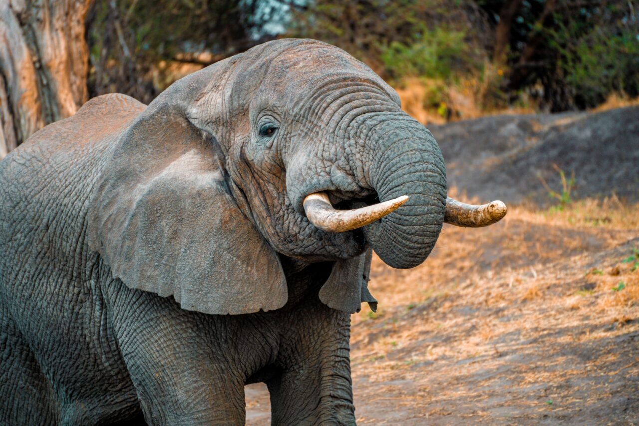 Saadani Safari From Zanzibar Cost: Best Guide 2026-2027-2028