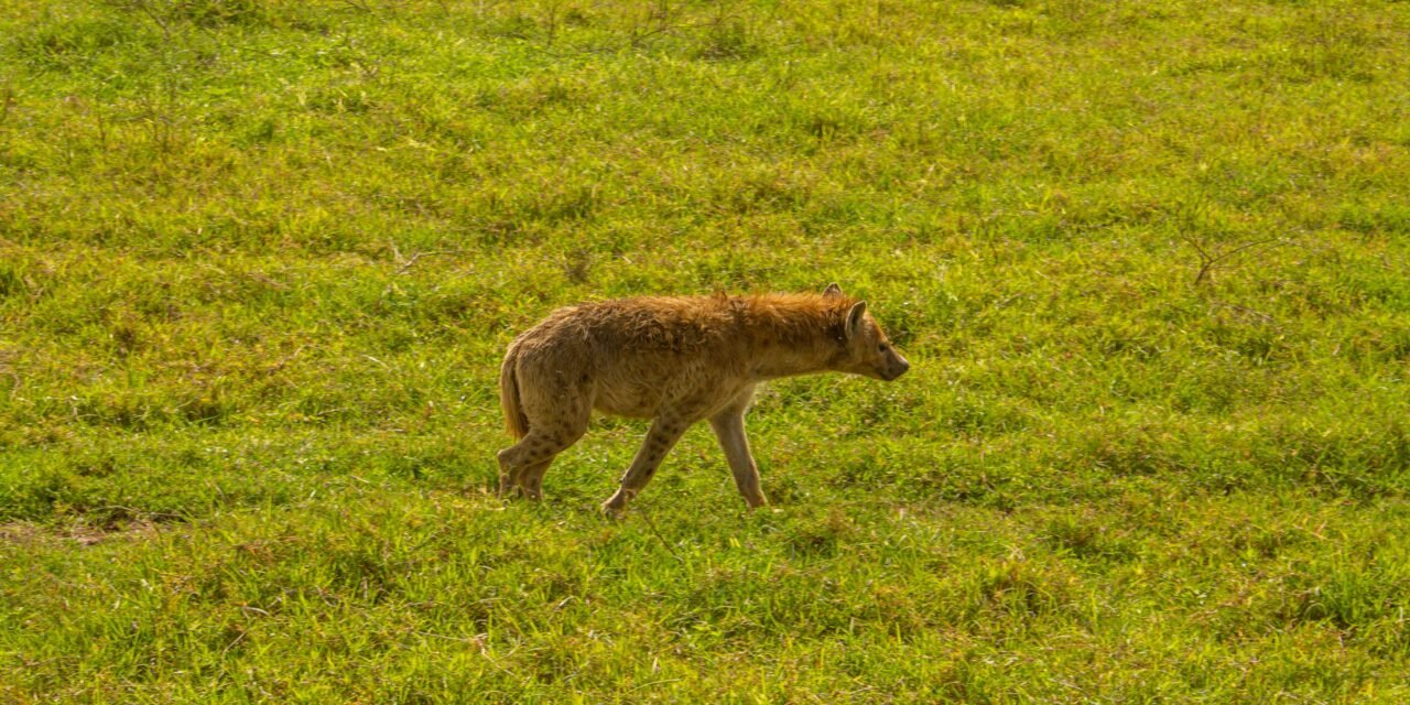 Nyerere National Park Fly-In Safari Cost: Your Planning Guide 2026-2027