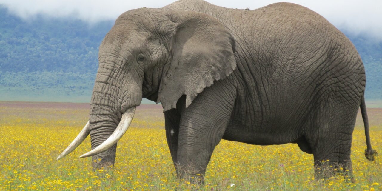 Ngorongoro Crater Family Safari – Book Safe and Easy Wildlife Adventure