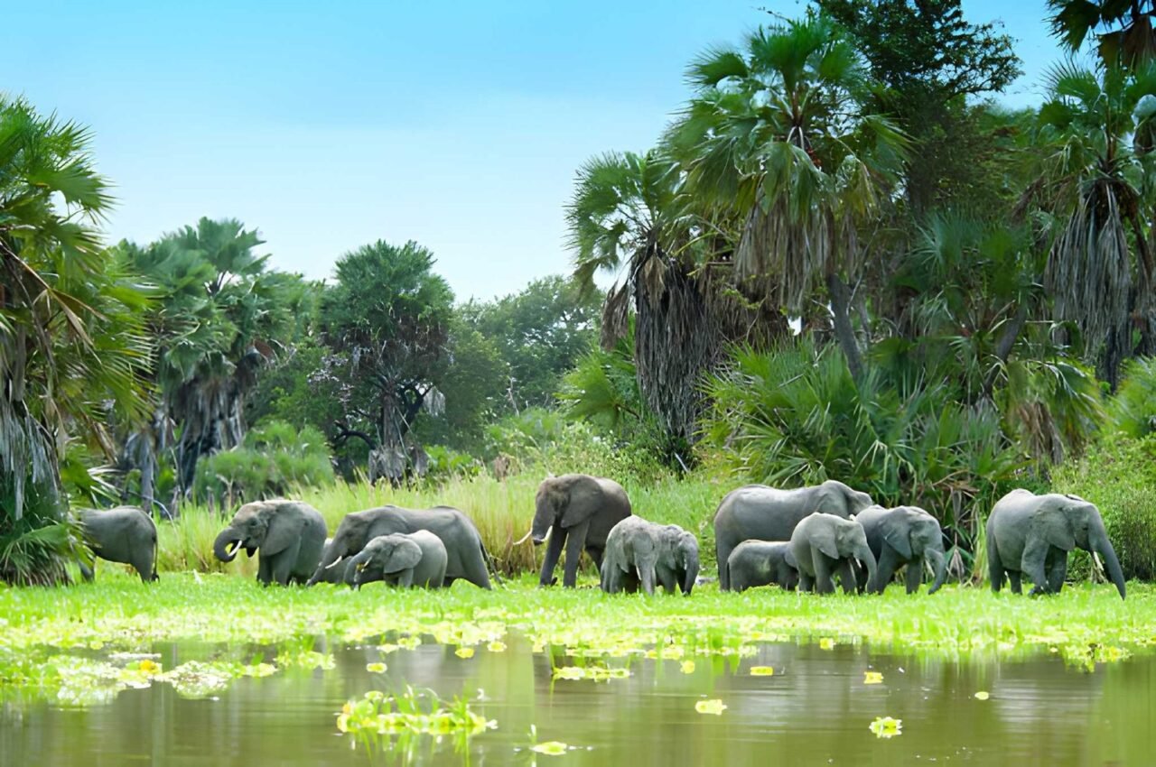 Dar Es Salaam To Selous Fly-In Safari: The Ultimate Guide For 2026-2027