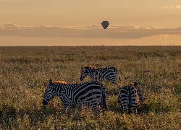 5 Days Ruaha Luxury Safari With Balloon Ride 2026-2027