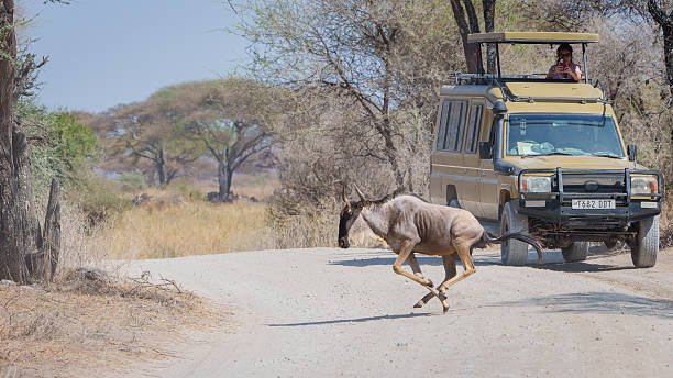Tarangire Day Trip From Moshi: Best Safari Guide 2026-2027-2028