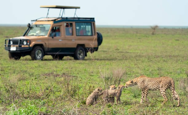 10-Day Ruaha And Lake Nyasa Expedition: Tanzanias Untamed South 2026-2027