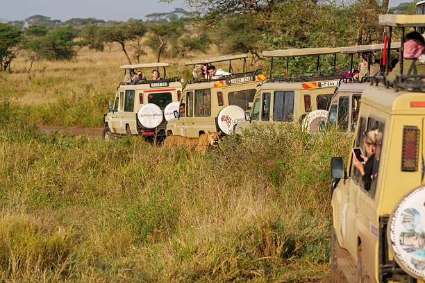 Easter Safari From Moshi: Best Guide 2026-2027-2028